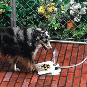 Wasserbrunnen für Hunde im Freien