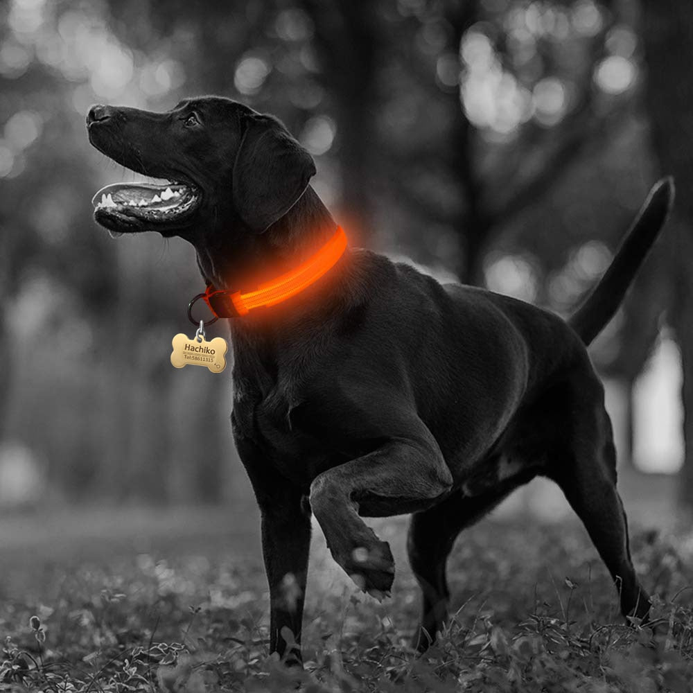 2-teiliges Set Nylon LED Hundehalsband