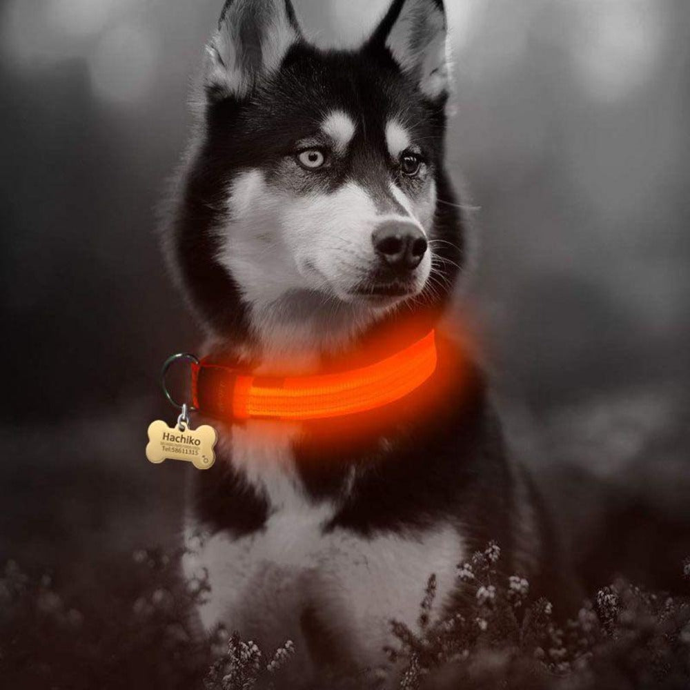 2-teiliges Set Nylon LED Hundehalsband